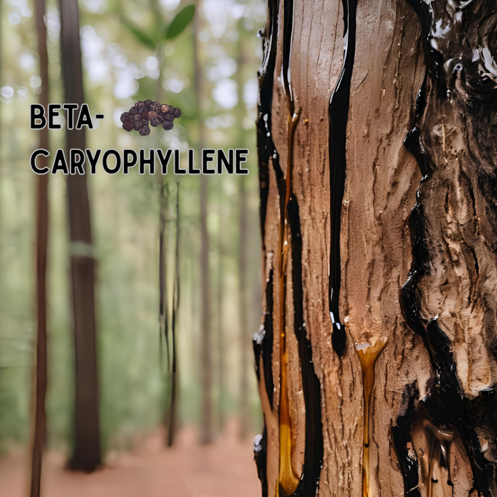 Beta-Caryophyllene Aroma- Spicy, peppery, woody.