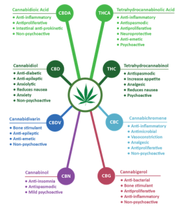 infographic-how-CBD-works